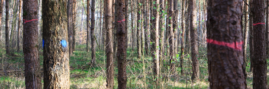 Markeringen in het bos