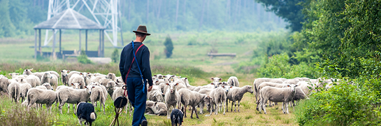 Schapenherder met schapen
