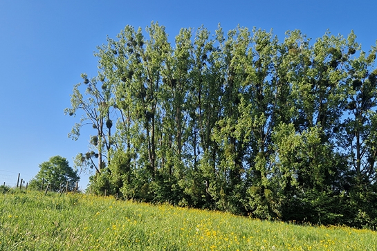 Natuurfoto van een aantal populieren